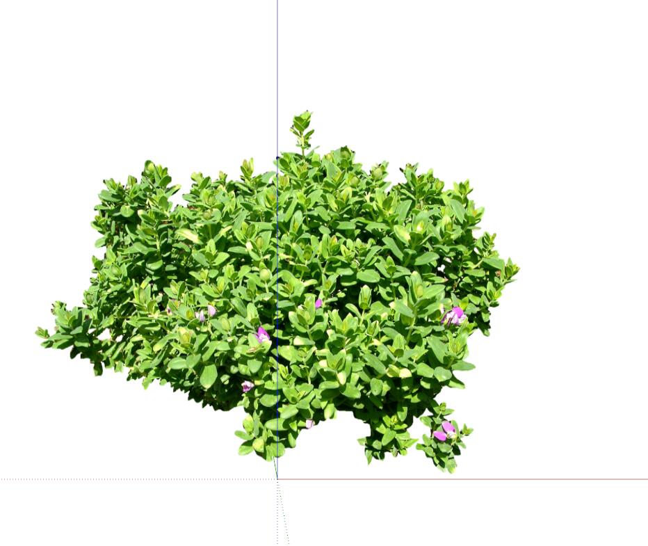 常绿灌木 (147)-1