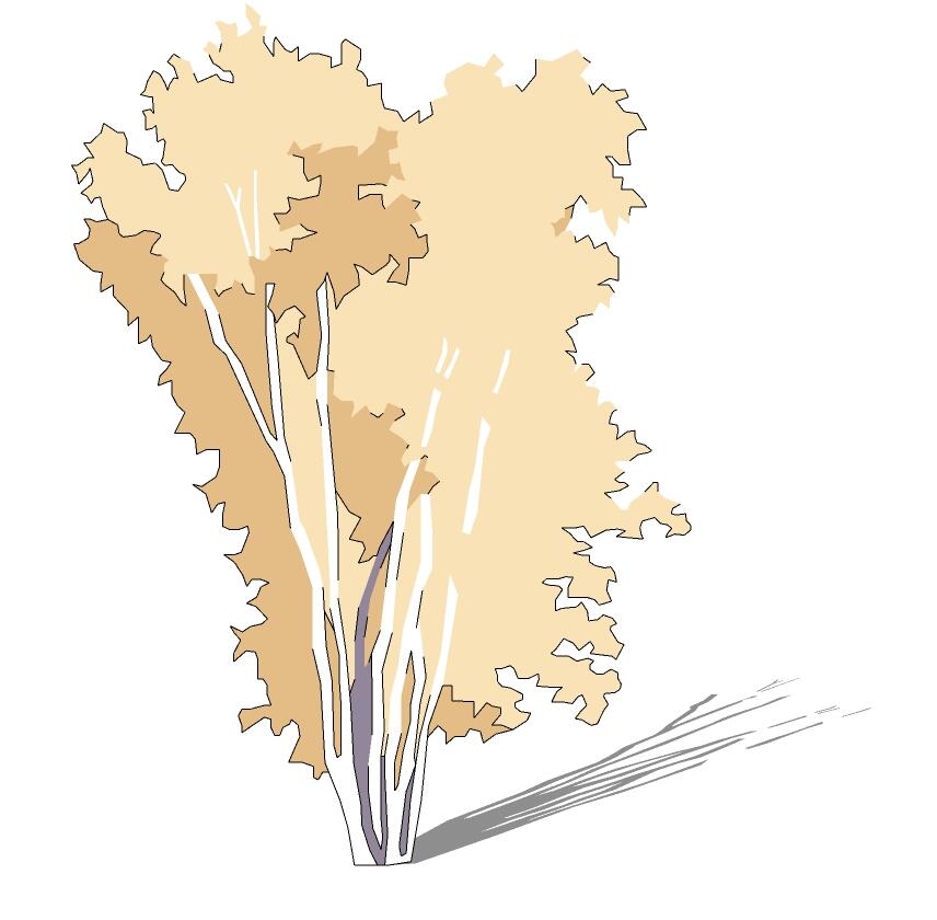 2D乔木SU模型 (141)-1