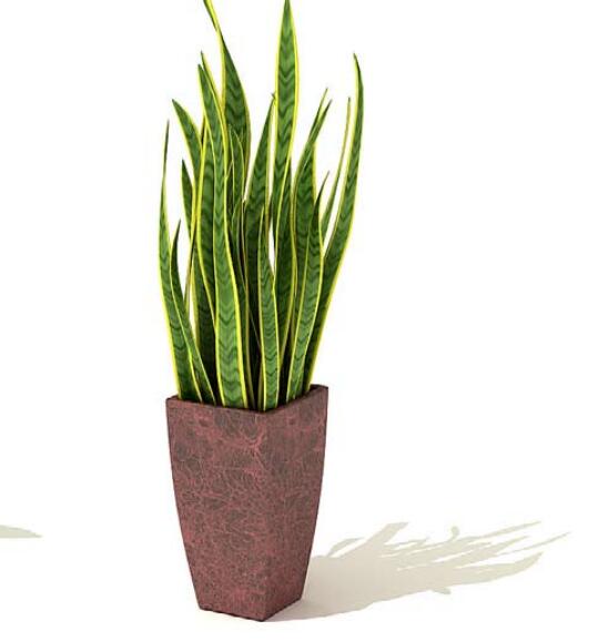 室内盆栽植物3Dmax模型 (64)-1