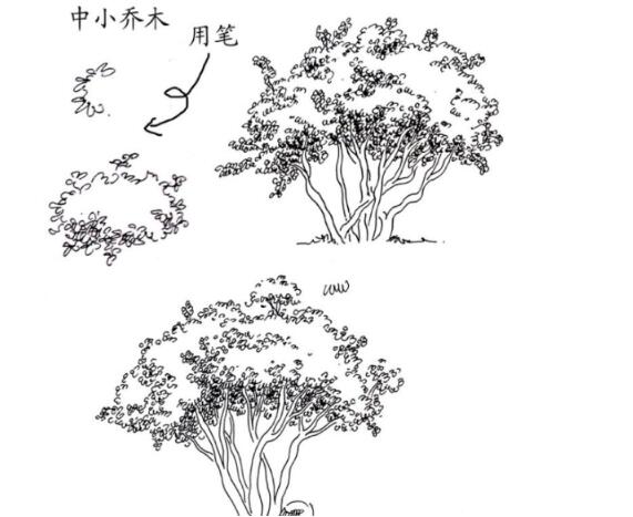 景观植物手绘图-1
