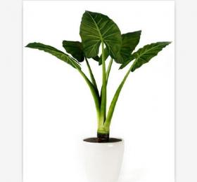 盆栽植物3Dmax模型第二季 (42)