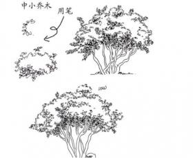 景观植物手绘图