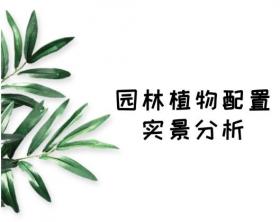 园林植物配置实景分析