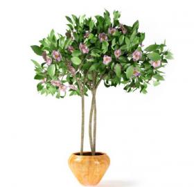 盆栽植物3Dmax模型第二季 (57)